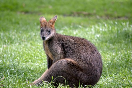 Photo for The swamp wallaby is mainly grey with a tan chest - Royalty Free Image