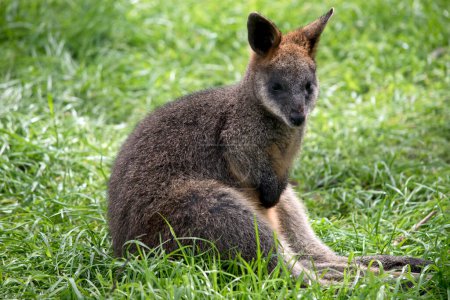 Photo for The joey swamp wallaby is mainly grey with a tan chest - Royalty Free Image