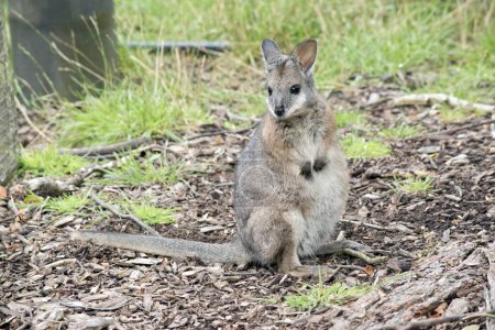 Photo for The tammar wallaby is a small marsupial, its body is mainly grey with tan shoulders and a white face stripe - Royalty Free Image
