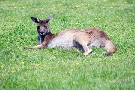 Téléchargez les photos : The western grey kangaroo is resting in a field - en image libre de droit