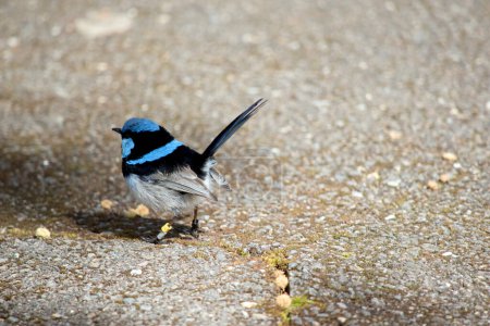 Photo for The fairy wren is looking for food on the groun - Royalty Free Image