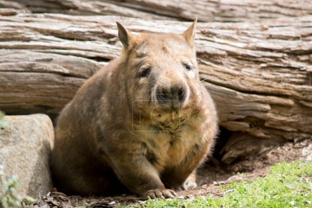 Foto de Wombats are marsupials with brown, tan or grey fur and from their stubby tails to their large skulls . they're expert diggers with short, muscular legs and sharp claws - Imagen libre de derechos