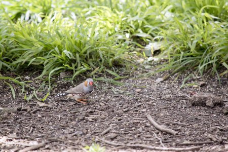 Photo for Zebra Finches are mainly grey, with characteristic black 'tear drop' eye stripes and 'zebra like' black and white barring on the rump and upper tail. The throat and upper breast are pale grey, with fine black barring, and there is a broad black band - Royalty Free Image