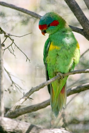 Photo for The musk lorikeet has a green  body with blue feathers over the red band on its head - Royalty Free Image