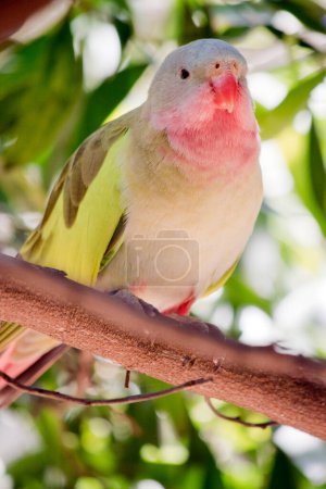 Téléchargez les photos : The princess parrot has  plumage that  is mostly green with a pink throat, bluish crown, and bright green shoulders. The rump is blue and the tail is long and narrow. - en image libre de droit