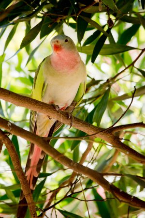 Téléchargez les photos : The princess parrot has  plumage that  is mostly green with a pink throat, bluish crown, and bright green shoulders. The rump is blue and the tail is long and narrow. - en image libre de droit