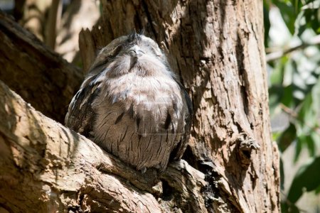 Photo for The tawny frogmouth uses it coloring to hide from preditors as it blends in with a tree - Royalty Free Image