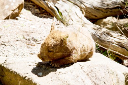 Photo for Wombats are marsupials with brown.. Often described as 'stout', 'sturdy' or 'powerful', they're expert diggers with short, muscular legs and sharp claws and have many whiskers. - Royalty Free Image