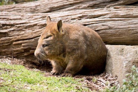 Foto de Wombats are marsupials with brown, tan or grey fur and from their stubby tails to their large skulls . they're expert diggers with short, muscular legs and sharp claws - Imagen libre de derechos