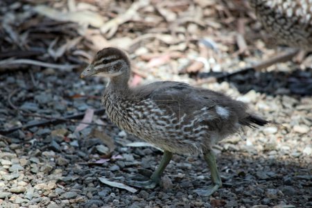 the Australian maned duck chick is brown and white 