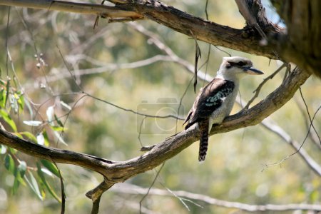 Téléchargez les photos : The laughing kookaburra is perched high in a tree - en image libre de droit