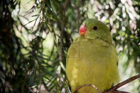Foto de The female regent parrot is sitting in a tree - Imagen libre de derechos