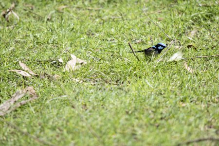 Photo for The superb fairy wren a light blue cap, ear tufts, and cheeks; a black eye-stripe; dark blue-black throat; brown wings and white breast and belly. Beak of the adult male is black and legs are brown - Royalty Free Image