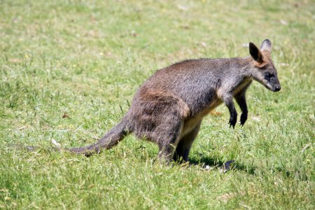 Photo for The swamp wallaby is a medium size wallaby with a grey and tan body a long tail - Royalty Free Image