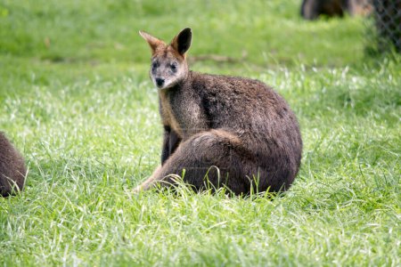 Photo for The swamp wallaby is mainly grey with a tan chest - Royalty Free Image