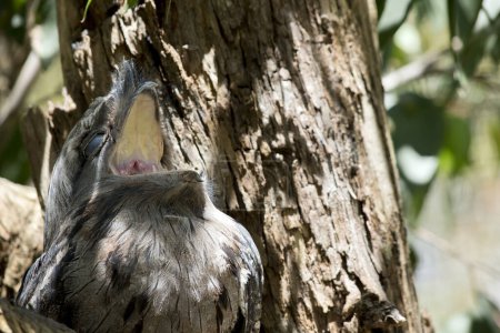 Téléchargez les photos : The Tawny Frogmouth is silver-grey, slightly paler below, streaked and mottled with black and rufous. The eye is yellow in both forms, and the wide, heavy bill is olive-grey to blackish. - en image libre de droit