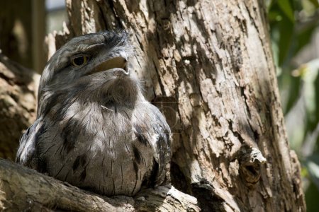 Téléchargez les photos : The Tawny Frogmouth is silver-grey, slightly paler below, streaked and mottled with black and rufous. The eye is yellow in both forms, and the wide, heavy bill is olive-grey to blackish. - en image libre de droit