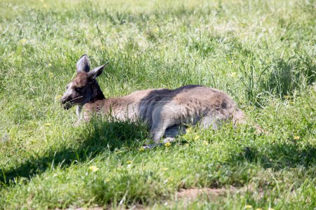 Téléchargez les photos : The western grey kangaroo is resting in the long grass - en image libre de droit