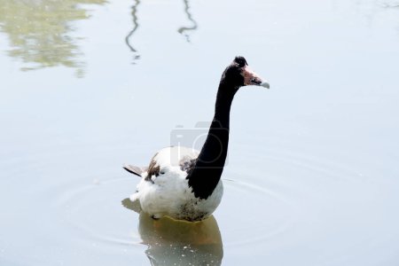 Photo for The magpie goose is a black and white seabird - Royalty Free Image