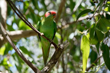 Photo for The musk lorikeet is a green bird with red over the beak with red on its cheeks - Royalty Free Image