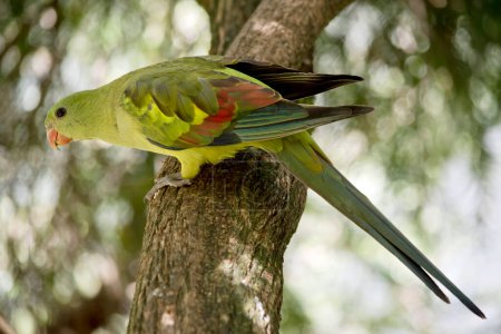 Foto de The female regent parrot is light green with an orange beak and dark green wings - Imagen libre de derechos
