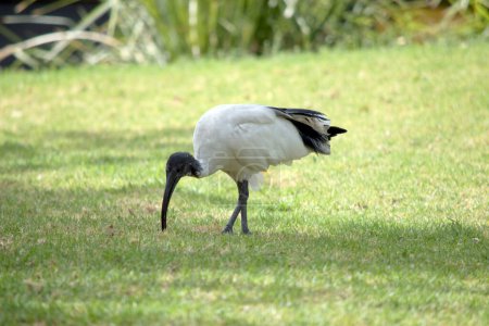 Téléchargez les photos : The ibis is a black and white seabird. It has a black head and neck and a white body - en image libre de droit