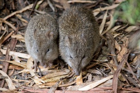 Photo for The  Potoroo is a small nocturnal marsupial which lives in small groups or colonies, slightly smaller than a rabbit, with a dense coat of soft grey-brown fur. With furry jowls, large eyes and an almost hairless tail, - Royalty Free Image