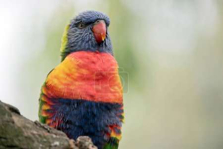 Foto de El Lori arco iris tiene un pecho amarillo-naranja / rojo brillante, una garganta mayormente violeta-azul y un cuello amarillo-verde. - Imagen libre de derechos