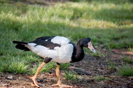 Photo for The magpie goose is a black and white seabird with black head and neck and a white body and a long neck. - Royalty Free Image