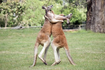 Foto de The two male red kangaroos are fighting for the dominant position in the mob - Imagen libre de derechos
