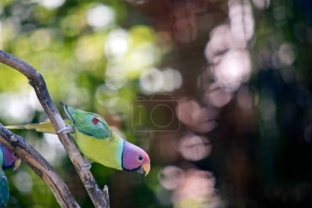 Foto de El periquito de cabeza de ciruela tiene un cuerpo verde y alas con una cabeza de color ciruela y negro bajo su pico - Imagen libre de derechos