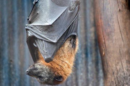 Photo for The fruit bat has a  woolly fur golden colored on the head, neck, shoulders, and sometimes back. Their wings are black and not furred. Flying-foxes or fruit bats feed mainly at night on nectar, pollen and fruit - Royalty Free Image