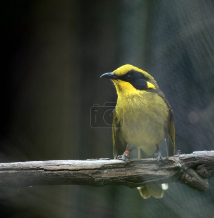 Photo for The yellow tufted honeyeater has a bright yellow forehead, crown and throat, a glossy black mask and bright golden ear-tufts. The back is olive-green to olive-brown on wings and tail, and the underparts are more olive-yellow. - Royalty Free Image