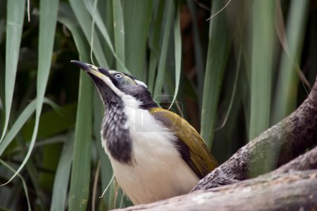 Photo for The blue-faced honeyeater is a large black, white and golden olive-green honeyeater with striking blue skin around the yellow to white eye. The crown, face and neck are black, with a narrow white band across the back of the neck. - Royalty Free Image