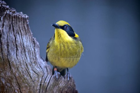 Photo for The yellow tufted honeyeater has a bright yellow forehead, crown and throat, a glossy black mask and bright golden ear-tufts. The back is olive-green to olive-brown on wings and tail, and the underparts are more olive-yellow. - Royalty Free Image