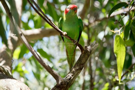 Photo for The musk lorikeet is a green bird with red over the beak with red on its cheeks - Royalty Free Image