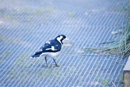 Photo for The Magpie-lark is distinctively marked in black and white. The thin whitish bill and pale iris separate it from other similarly coloured species. - Royalty Free Image