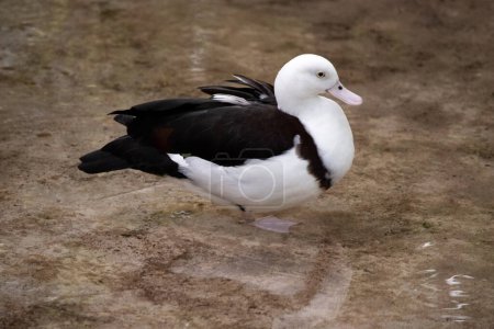 Téléchargez les photos : Le canard Radjah est blanc avec une bande de châtaignier sur la poitrine. Son extrémité des ailes, son dos, sa croupe et sa queue sont noirs. Il a un œil blanc avec des jambes, des pieds et un bec roses. - en image libre de droit