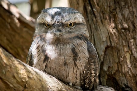 the tawny-frogmouth  plumage is mottled grey, white, black and rufous  the feather patterns help them mimic dead tree branches. they have bright yellow eyes.