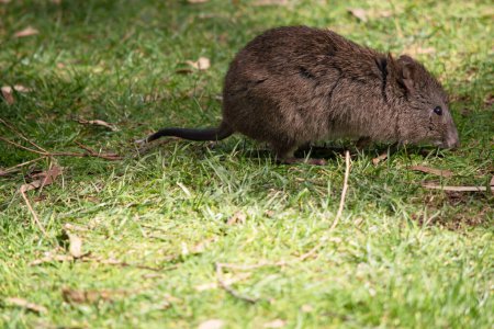 Photo for The long nosed potoroos have shorter tails and ears and pointier faces than other rat kangaroos have. - Royalty Free Image