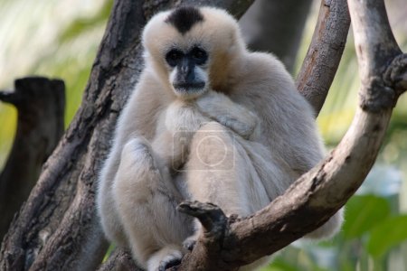 the female white cheeked gibbon is a gold color, with white cheeks and black on its head
