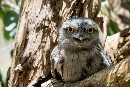 the Tawny Frogmouth is silver-grey, slightly paler below, streaked and mottled with black and rufous. The eye is yellow in both forms, and the wide, heavy bill is olive-grey to blackish.