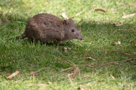 Photo for The Long-nosed Potoroo have a brown to grey upper body and paler underbody. They have a long nose that tapers with a small patch of skin extending from the snout to the nose. - Royalty Free Image