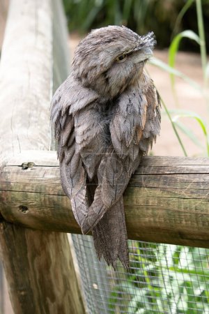 Photo for The tawny-frogmouth has a mottled grey, white, black and rufous  the feather patterns help them mimic dead tree branches. Their feathers are soft, like those of owls, - Royalty Free Image