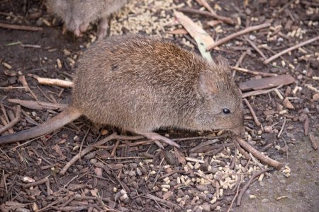 Photo for The Long-nosed Potoroo have a brown to grey upper body and paler underbody. They have a long nose that tapers with a small patch of skin extending from the snout to the nose - Royalty Free Image