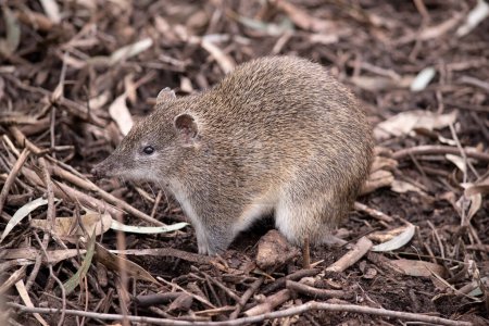 Photo for Southern brown bandicoot is a medium sized ground dwelling marsupial with a long tapering snout, a naked nose, a compact body and a short tail. - Royalty Free Image