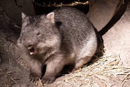 Photo for The Common Wombat has a large nose which is shiny black, much like that of a dog. The ears are relatively small, triangular, and slightly rounded. - Royalty Free Image