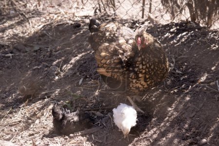 Photo for The mother chicken is looking after her chick - Royalty Free Image