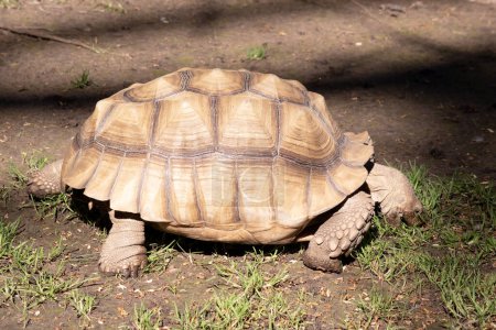 Photo for Aldabras Tortoises are one of the world's largest land tortoises - Royalty Free Image