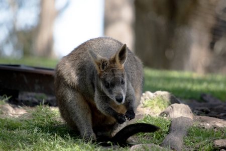 The swamp wallaby has dark brown fur, often with lighter rusty patches on the belly, chest and base of the ears.